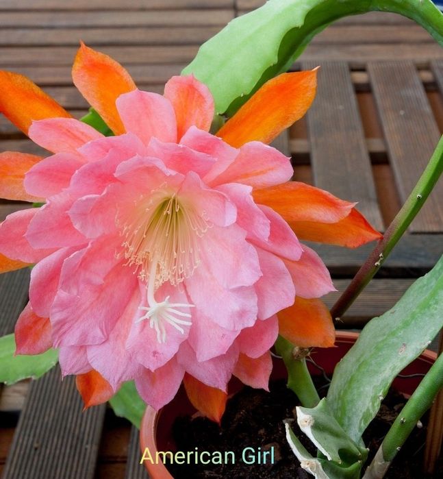 Сортовые эпифиллумы