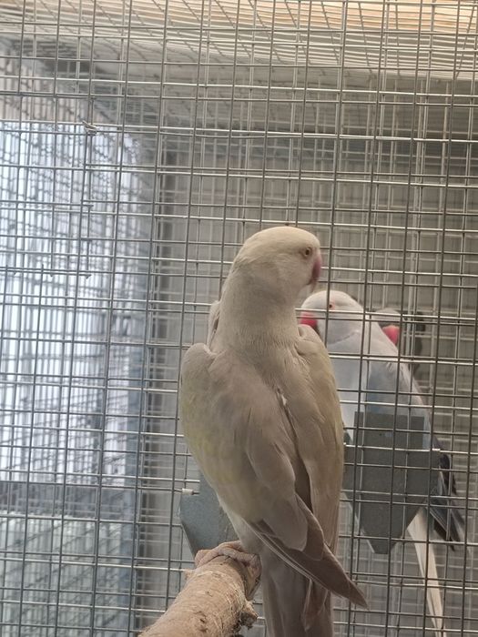 Casal  ringneck reprodutor