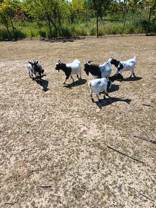 Cabras anãs (machos e fêmeas)