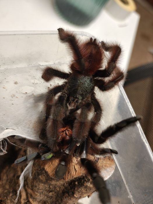 Samiec Avicularia veriscolor