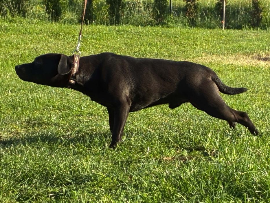 Patterdale Terrier ZKwP