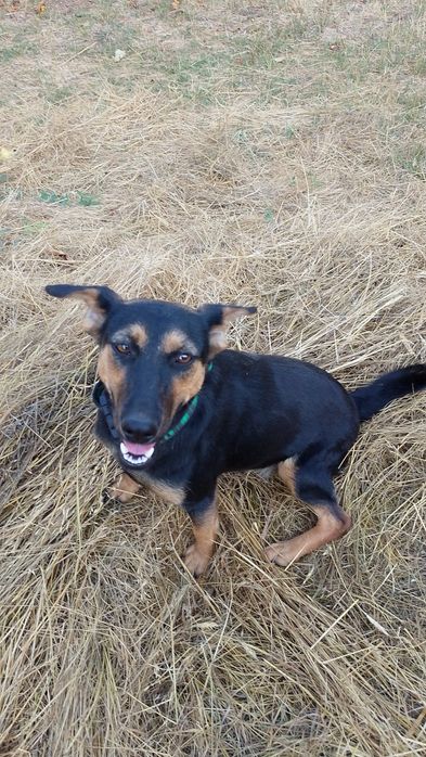 Собака девочка дворь