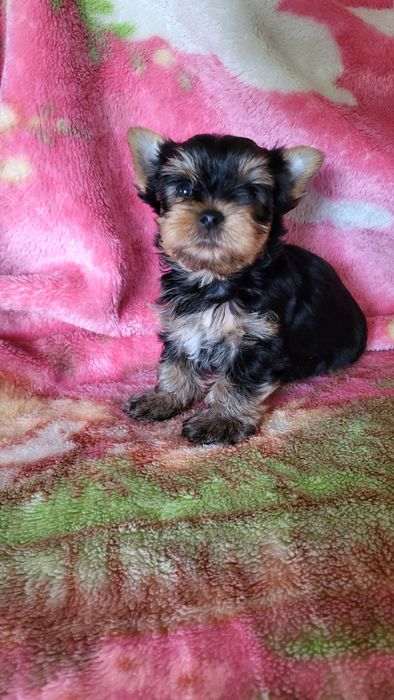 Щенки разного возраста.