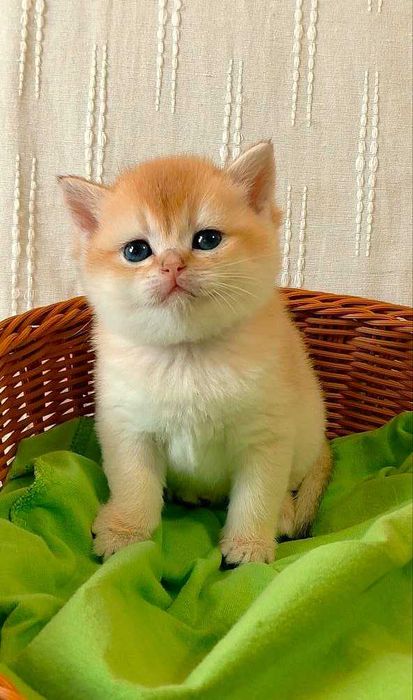 Шотландские котята (ЗОЛОТАЯ ШИНШИЛЛА)