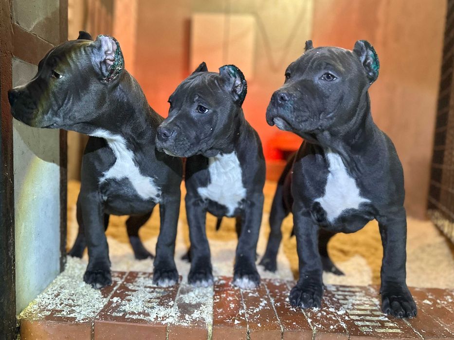 Щенки АСТ Амстафф