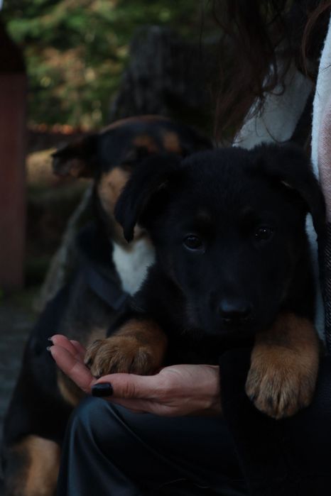Pastor alemão macho