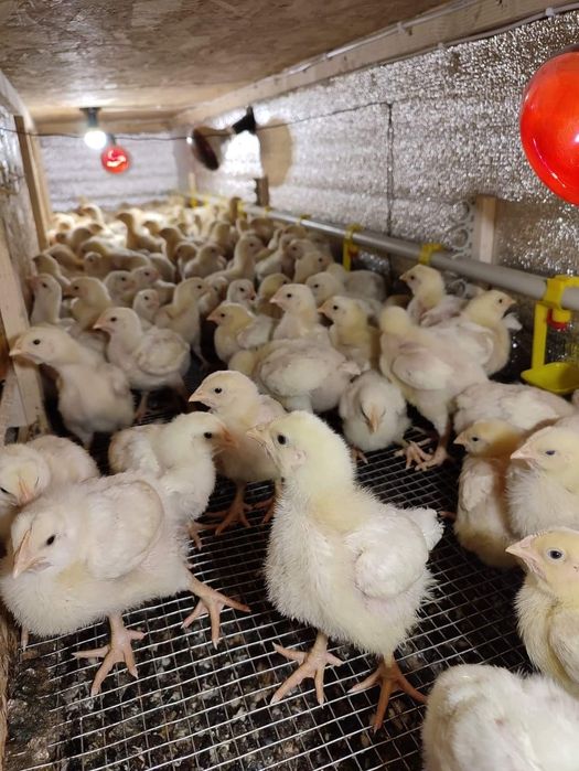 Курчата бройлера