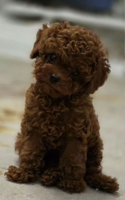 Крутий хлопчик той пудель