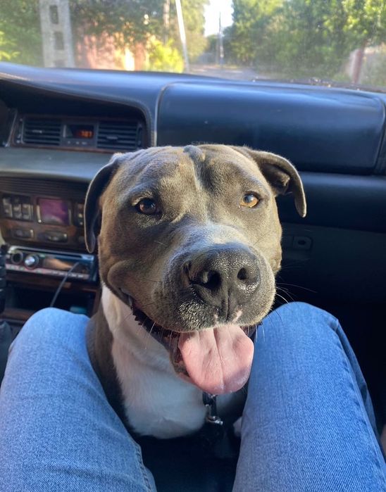 Стафф для случки кобель