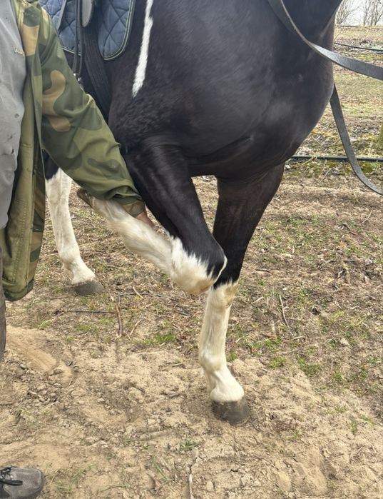 Sprzedam ogierka rasy polski koń sportowy