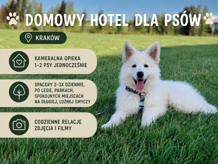 Domowy Hotel dla Psów w Krakowie | Kameralna Opieka | Max 1–2 Psy | Codzienne Relacje Foto i Video