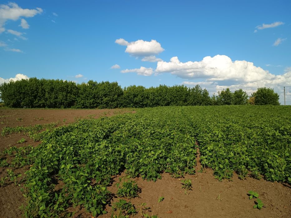 Продам земельну ділянку в с.Стави