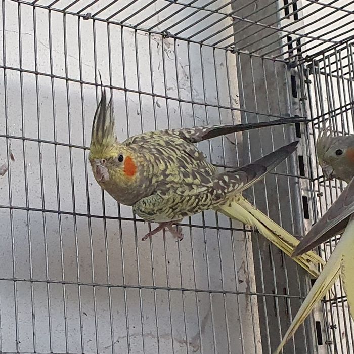 Caturras com documentação