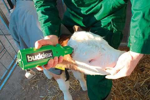 Dekornizator akumulatorowy BUDDEX, z ładowarką sieciową, Kerbl