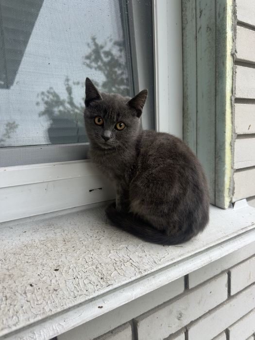 Котик в добрі руки