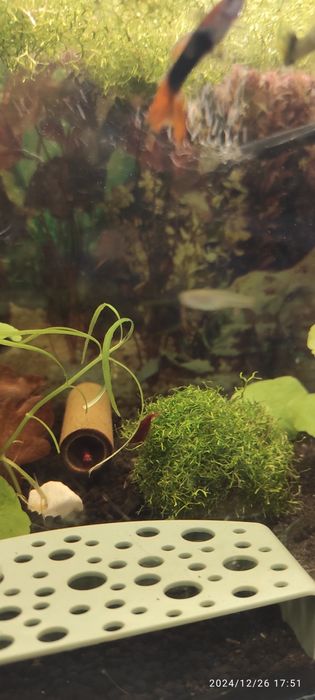 Wgłębka roślina akwariowa