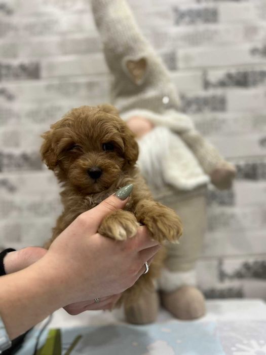 Породистий хлопчик мальтіпу ф1