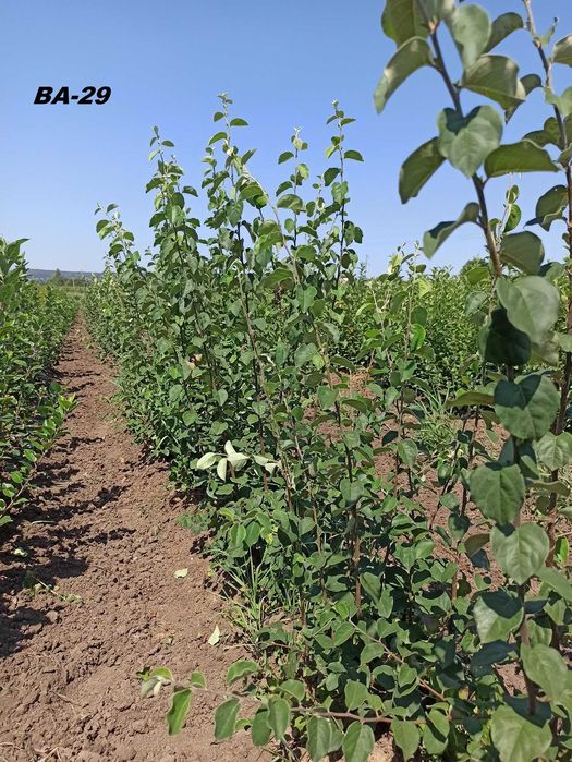 Підщепи М9, ММ106, М26, жерделя, алича, Кольт, Антипка