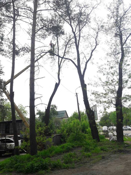 Зрізати дерево, зрізання дерев, спиляти дерево, обрізка дерев