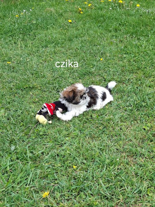 Shih-tzu suczka szczeniak