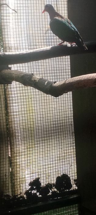 Vendo macho de rola esmeralda