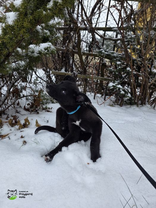 Maluszek szuka domku