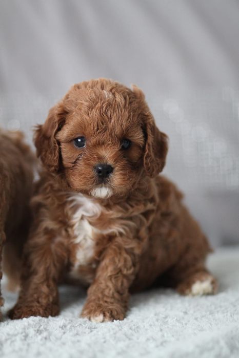 *** Cavapoo śliczny piesek**