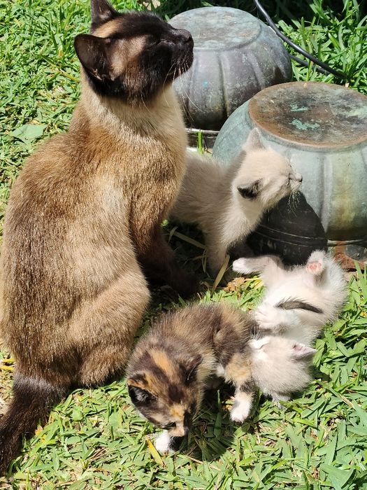 gatinhos para doação responsável