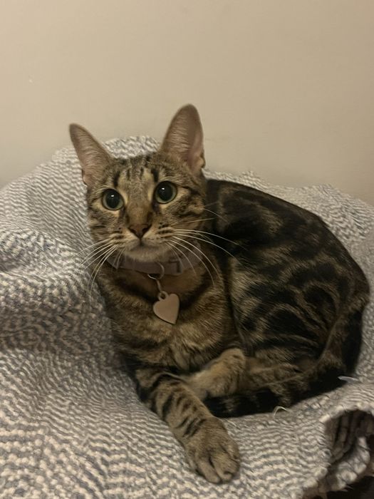 Gata para adoção