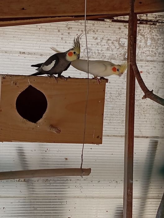Casal de caturras 2024