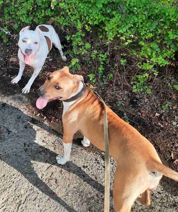 Піт-бультерер щеночьки