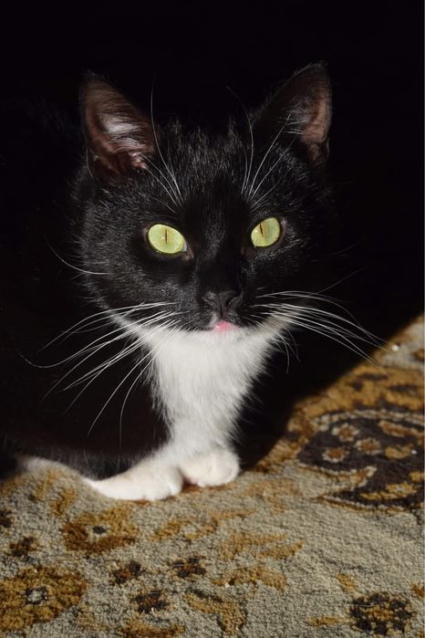 MIA kotka do adopcji