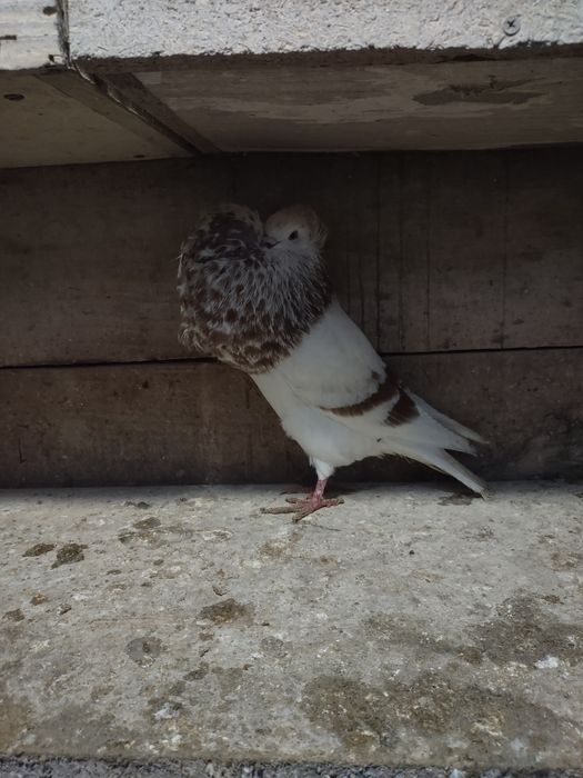 Garłacze górnośląskie koroniaste