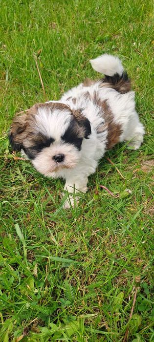 Wyjątkowe Szczeniaki Shih-tzu