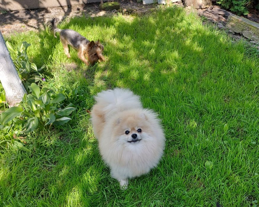 Шикарная девочка померанского шпица.