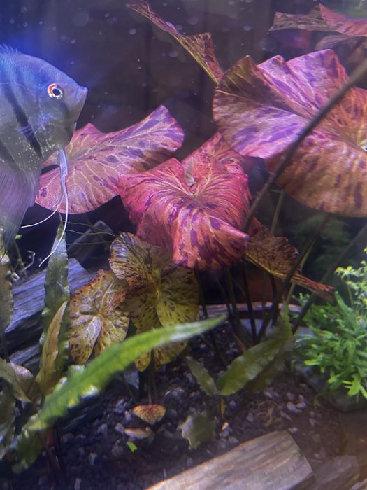 Plantas de aquário nymphaea Lotus Red