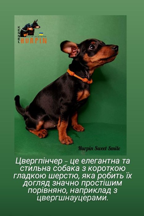 Цуценята цвергпінчера. Сама мала Службова порода!