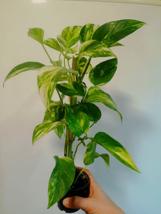 Кімнатні рослини, вазони.Сциндапсус золотистий, сингоніум, паперомія.