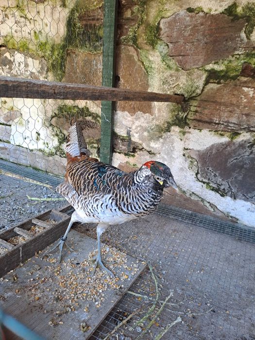 Faisões Machos lady Anilhados 2025