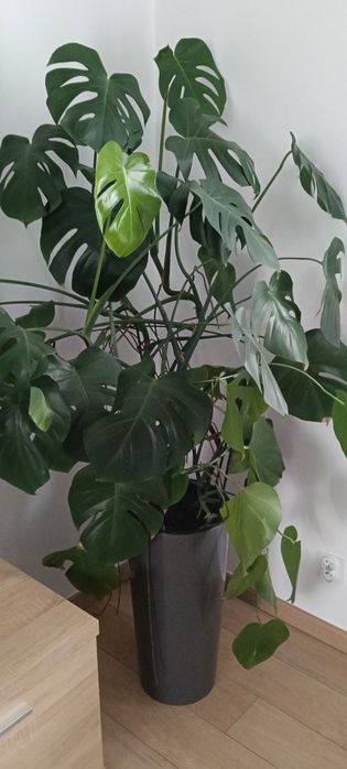 Monstera ok. 130 cm