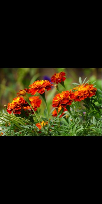 Чорнобривці матусині квіти