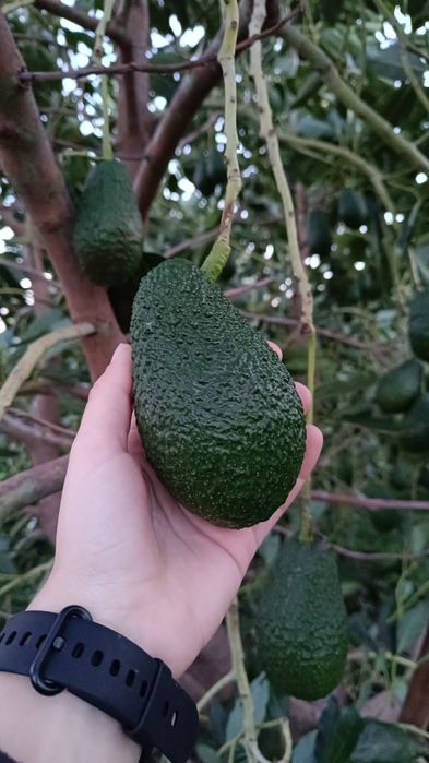 Abacates variedade Hass