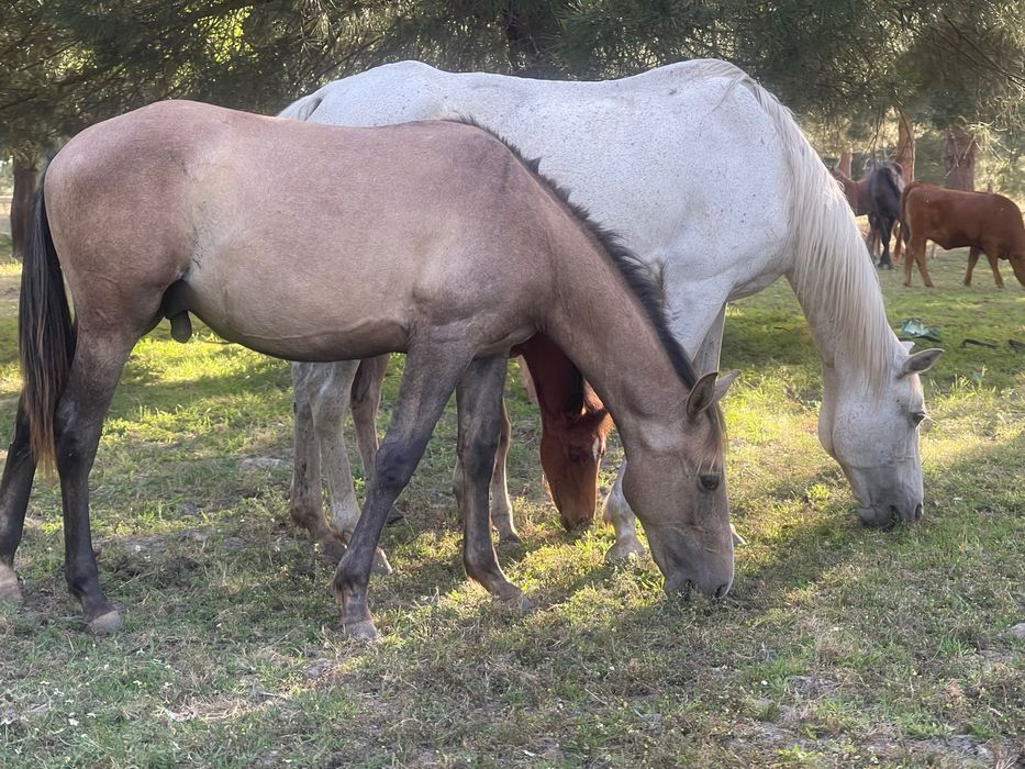 Lote de 5 eguas um cavalo lazão e uma poldra e um poldro de um ano