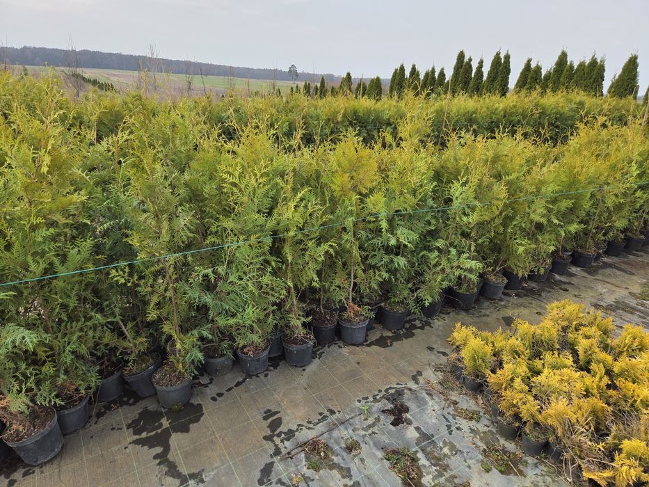 Tuja brabant doniczka 2l Wyprzedaz