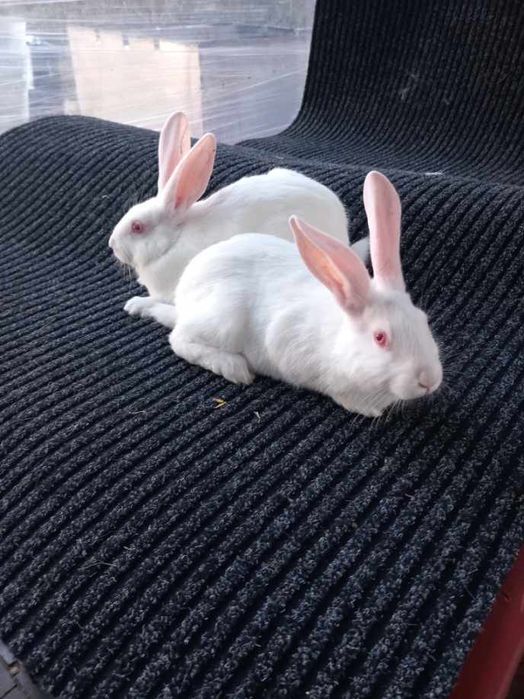 Króliki Termondzki Bialy