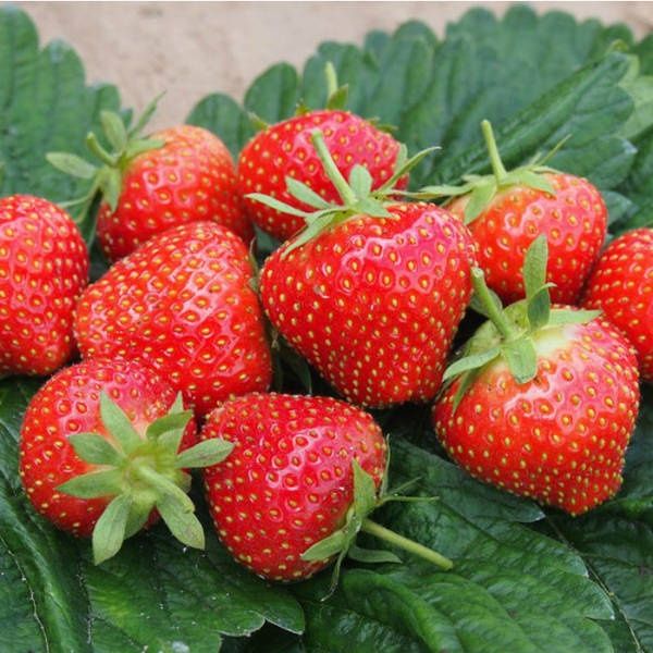 Розсада полуниці Соната