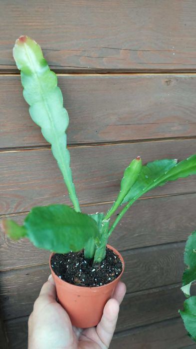 Epiphyllum Jennifer Ann. Geysza.