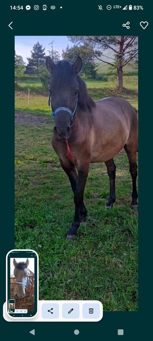 Wałach Huculski 4Lata