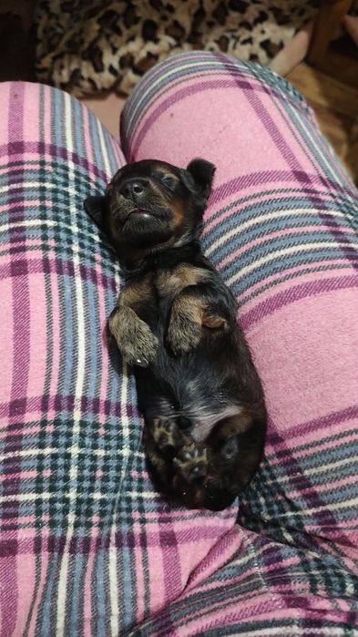 Чистокровные щенки таксы