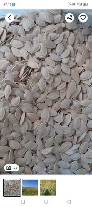 Гарбузові зернята